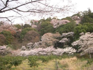 22年3月　桜.jpg