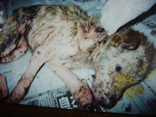 画像 058保護犬.JPG