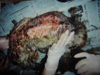 画像 059保護犬.JPG