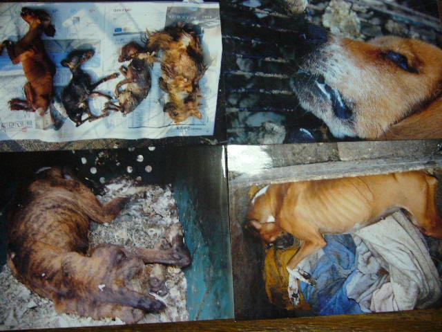 「犬猫をおくる」誰のせい・殺処分の現実、児童書に・朝日新聞 動物達と長老 楽天ブログ