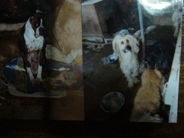 画像 048ボクサーとアフガン.JPG