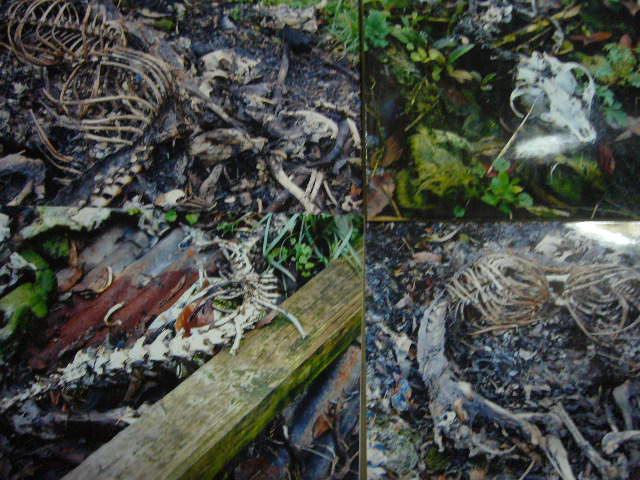 画像 050虐待.JPG