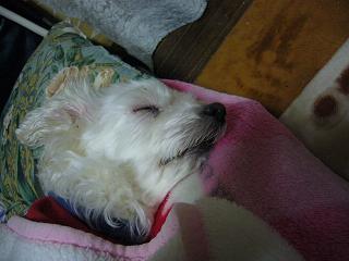 画像 004ユゥ.JPG