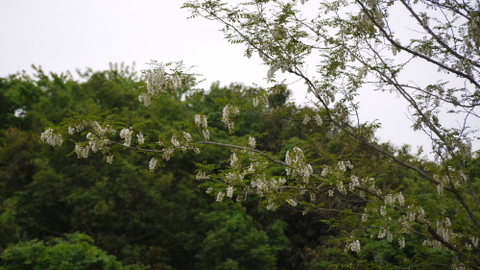 近場で撮った藤の花など（一眼編）