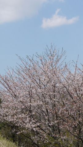 桜花萌ゆる春