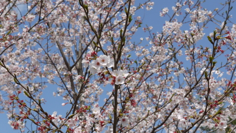 桜花萌ゆる春