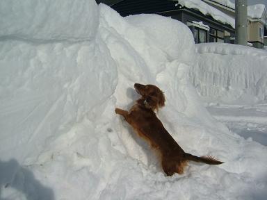 かりん雪
