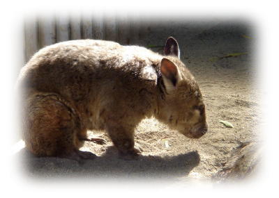 ケアンズ・トロピカル動物園のウォンバット
