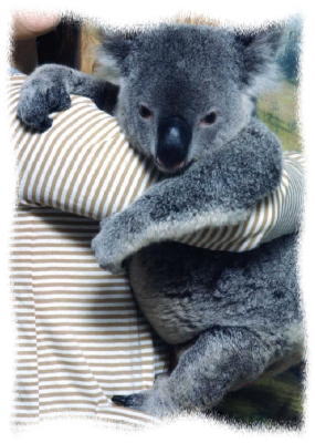 コアラのブリンキー