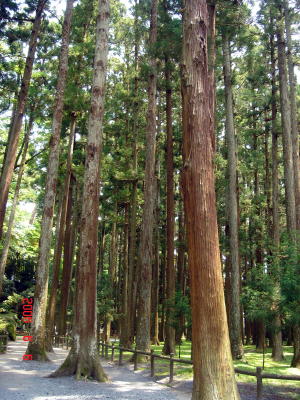 瑞巌寺の杉林