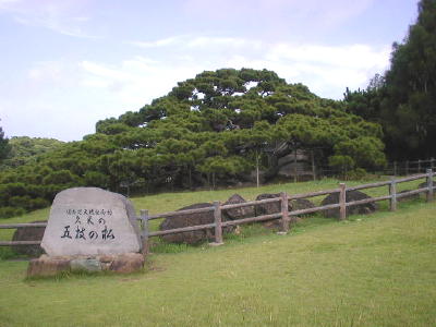 久米島・五枝の松