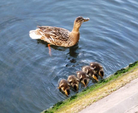 カモの親子