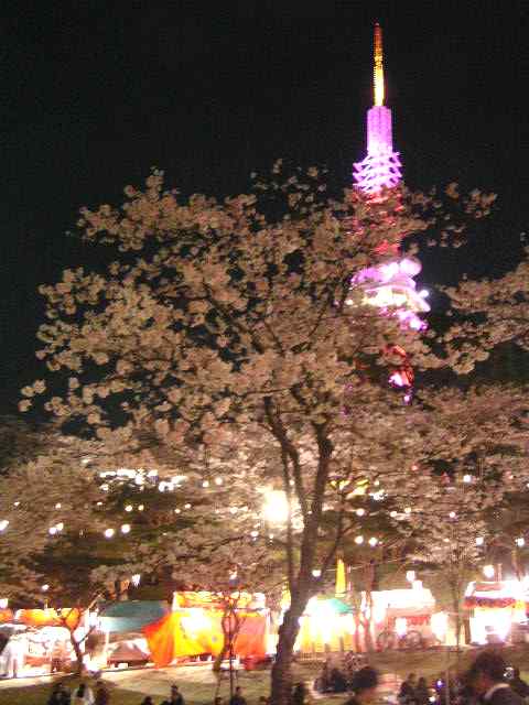 八幡山のさくら１