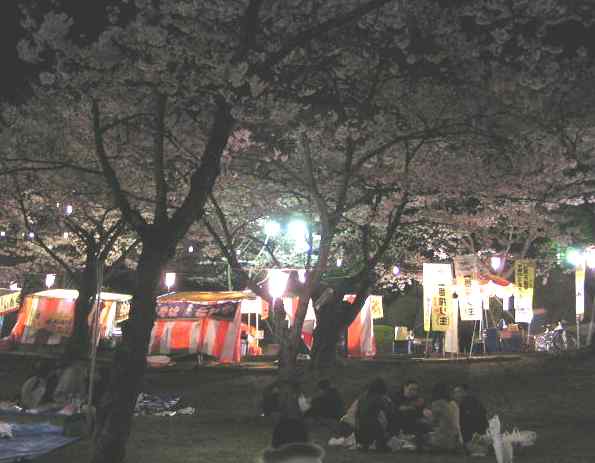 八幡山のさくら３