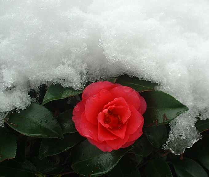 庭の寒椿に積もった雪