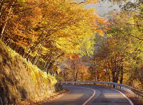 紅葉はいろは坂付近が見頃。