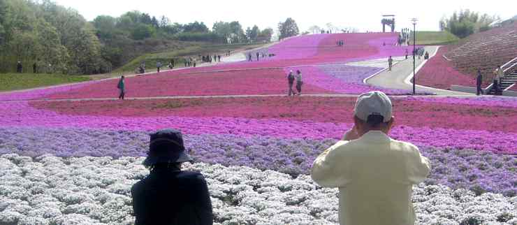 市貝町 芝桜2