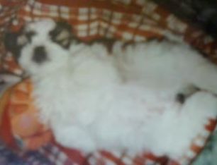 たま　幼犬の頃のセクシーショット