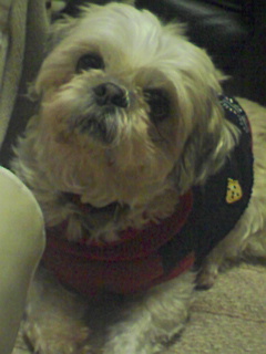 2011年１月のたまちゃん