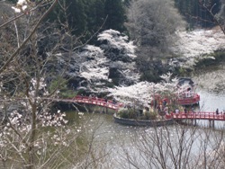 桜2