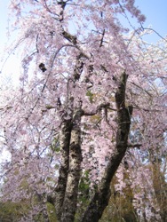 桜3
