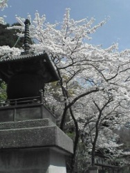 笠森観音　桜２