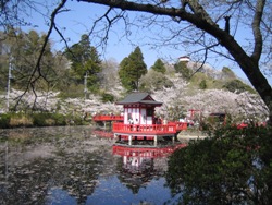 茂原公園　桜１