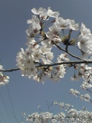 茂原公園　桜２