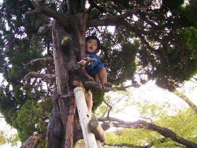 11月8日　恵翔木の上