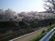 桜２