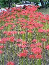 彼岸花１