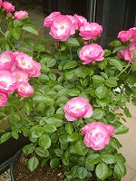 お～君は美し過ぎる