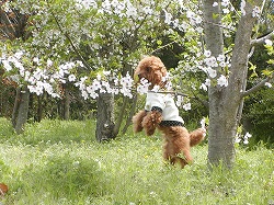 さくら・・興味なし？？