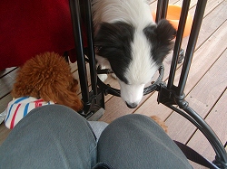 ささやく　２匹