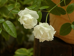 ミニ薔薇ちゃん