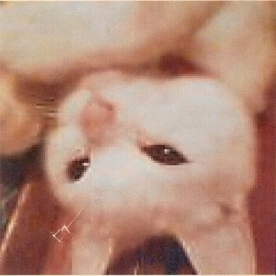 肉球をちゅうちゅう・・・がくせ。