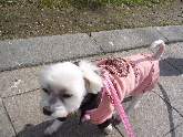 2006_0427画像0002.JPG