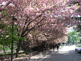 道庁の桜