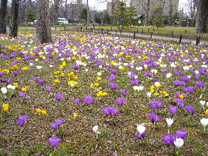 2006_0421画像0017.JPG