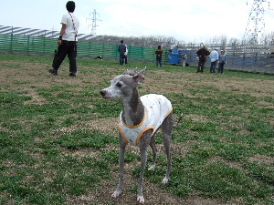 ドックストックにて