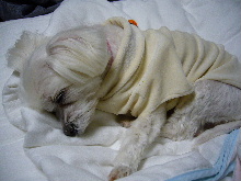 2006_0320画像0005.JPG
