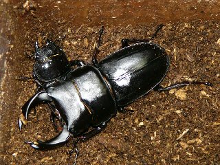 オオクワガタ5・22