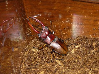 アスタコイデスノコギリ　♂５６ｍｍ