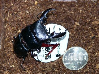 ボルネオヒラタ　♂６７ｍｍ