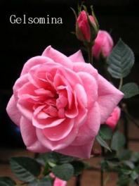 Gelsomina