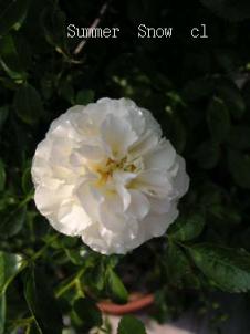 4.29午後のサマースノー