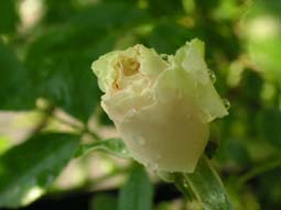 4.29サマースノー