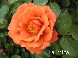 La Prima 5.13