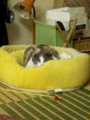 いい気持ちだニャン