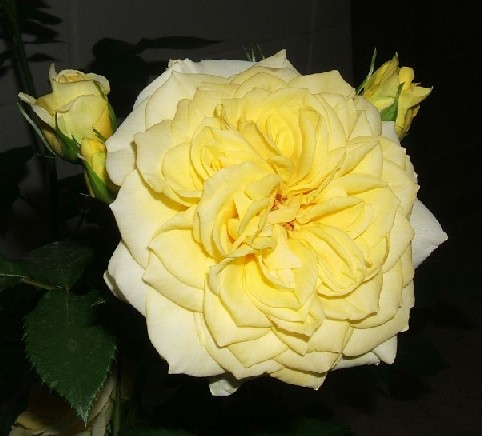 サンライトロマンチカ